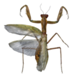 First record of the alien mantid Hierodula ...