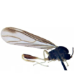 Small flies with high conservation value: ...