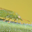 Spanioneura fonscolombii (Hemiptera: ...
