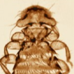 Chewing lice (Phthiraptera, Amblycera, ...