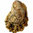 Wild Pacific oyster Magallana gigas (Thunberg, ...