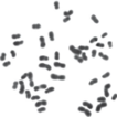 Check-list of chromosome numbers of the ...