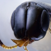 The second record of Platyscelio (Hymenoptera: ...