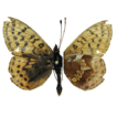 The first record of Boloria frigga (Lepidoptera: ...