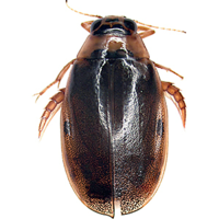 Eretes sticticus (Coleoptera, Dytiscidae) - A new record for the ...